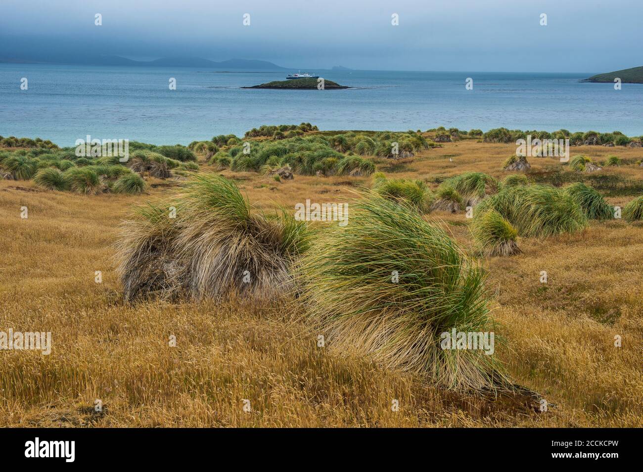 UK, Falkland Islands, Grassy coastline of Carcass Island Stock Photo