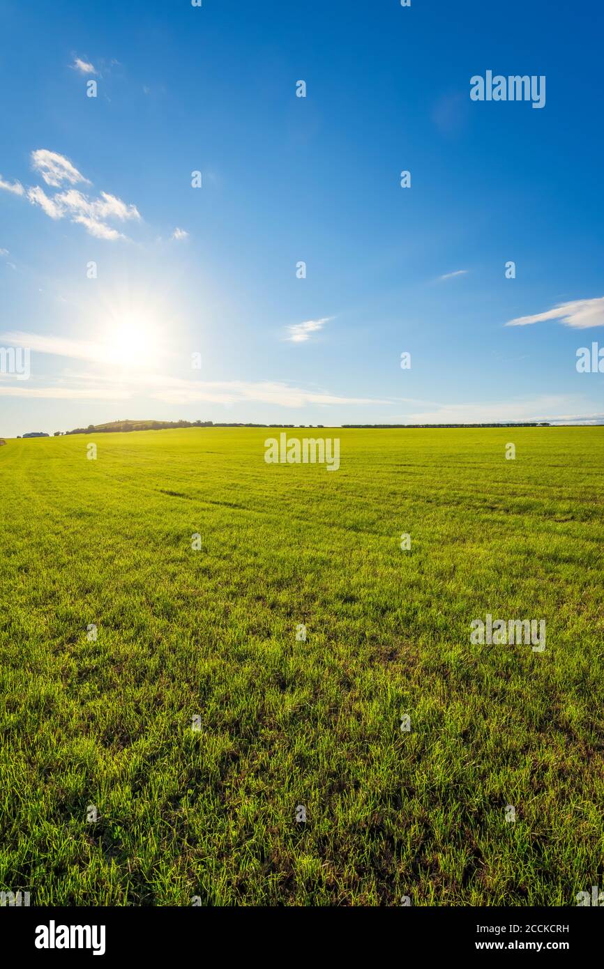 Sun shining over green field of grass in summer Stock Photo