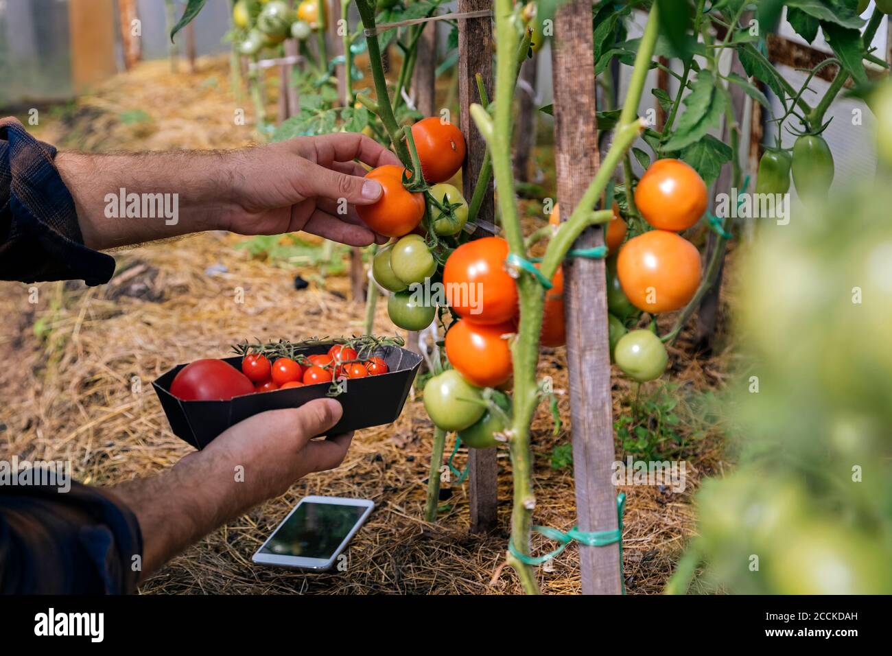 Farmer with mobile phone harvesting tomatos Stock Photo