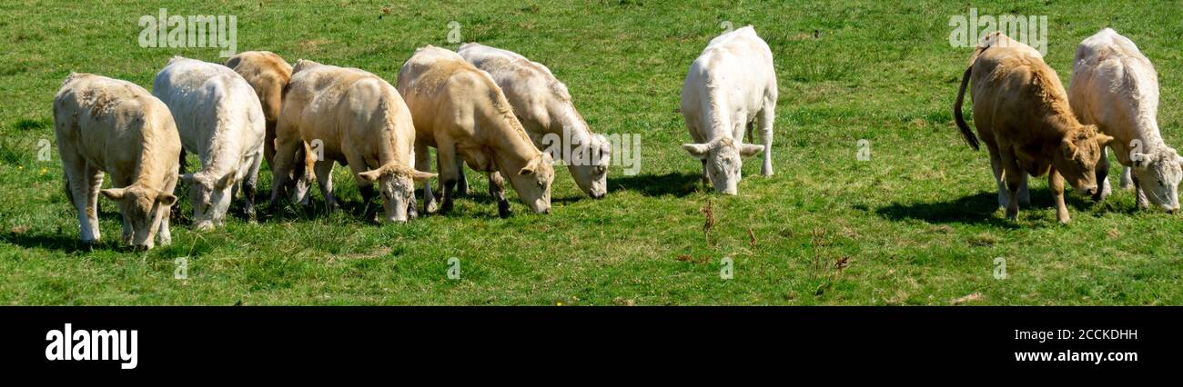Cows grazing in the meadow panorama Stock Photo - Alamy