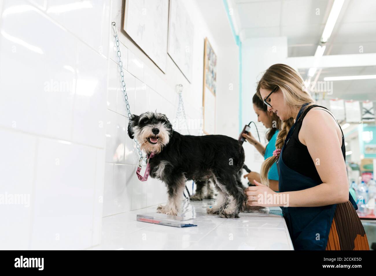 Female groomers brushing and cutting hair of schnauzer dog in pet shop Stock Photo