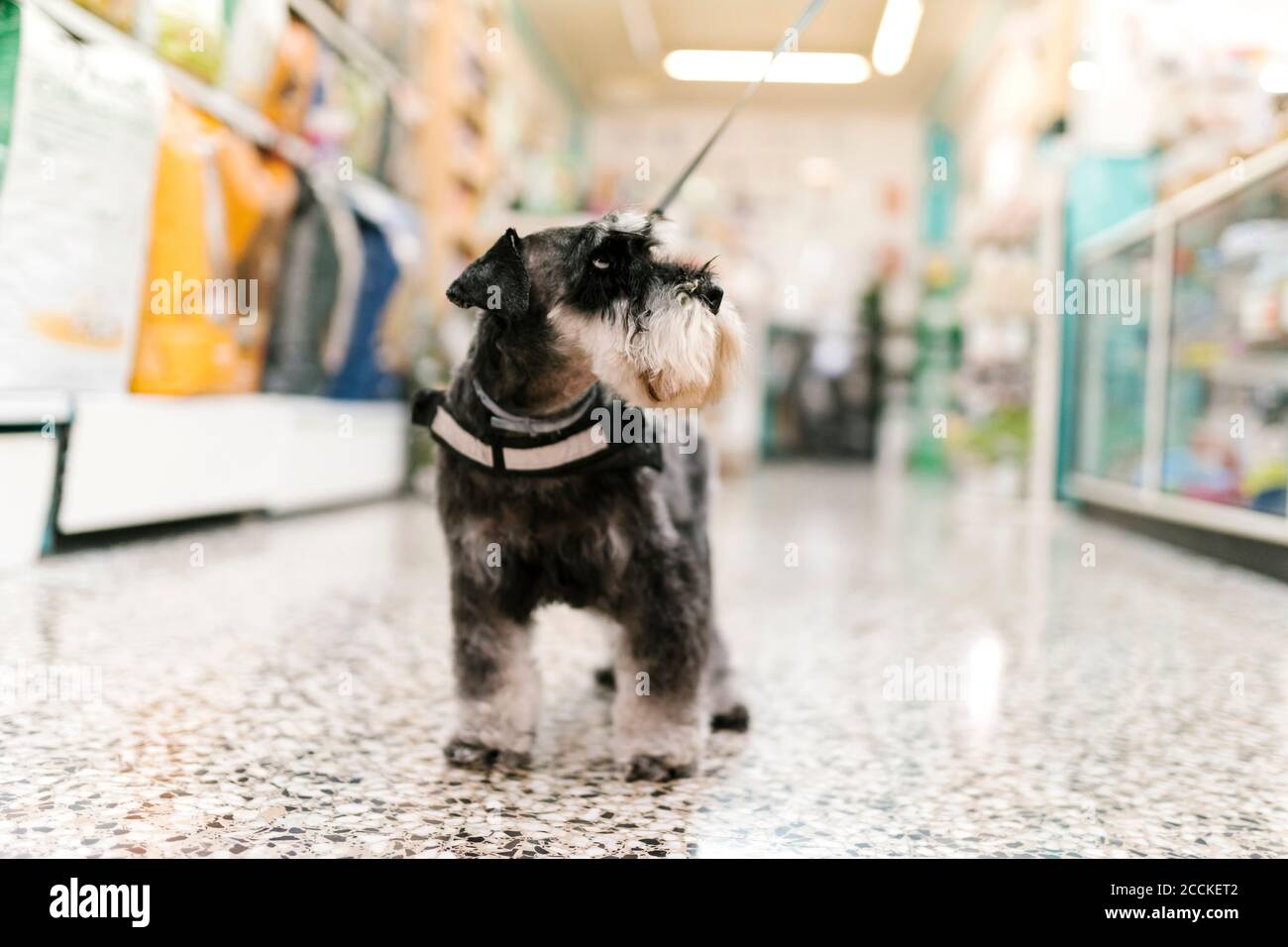 Close-up of schnauzer standing on tiled floor in pet salon Stock Photo