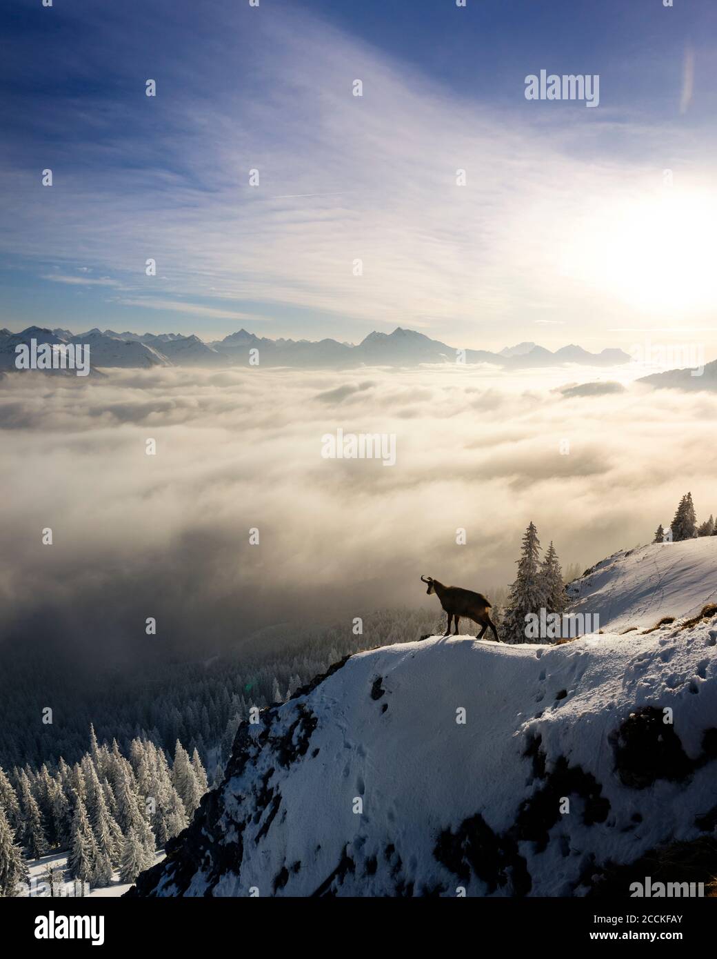 Chamois (Rupicapra rupicapra) standing at edge of snowcapped mountain peak at foggy sunrise Stock Photo