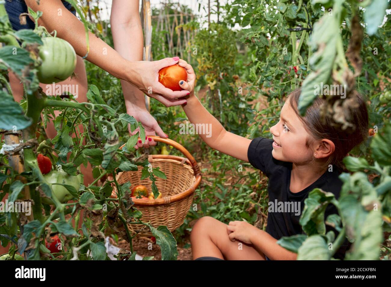 Daughter giving her mother a harvested tomato Stock Photo
