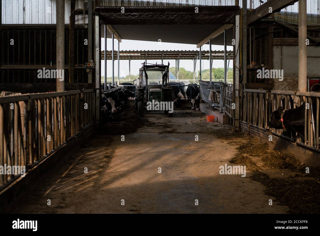 Cow house on a farm Stock Photo