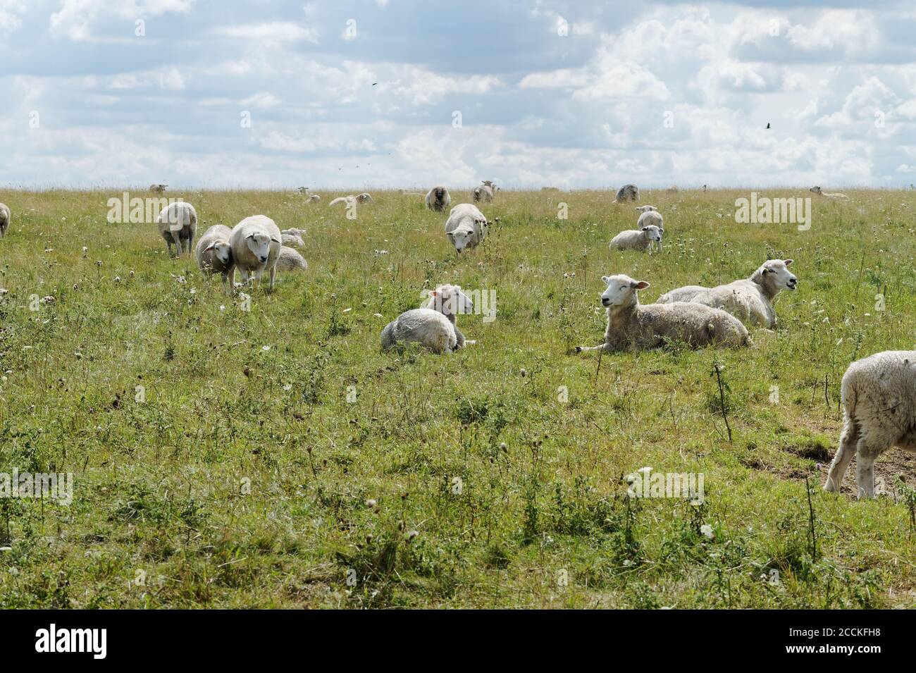 Flock of sheep on the meadow in England Stock Photo - Alamy
