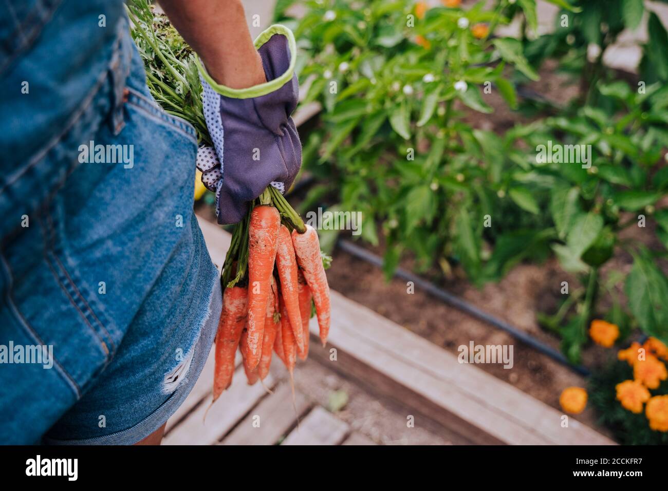 Close-up of mid adult woman holding carrots standing in community garden Stock Photo