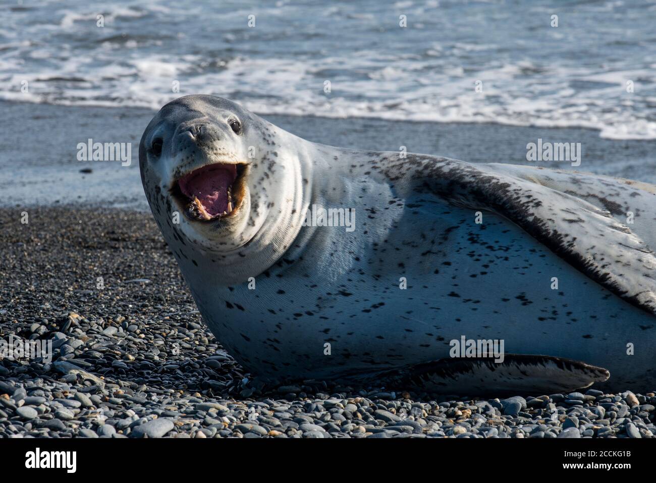 Portrait of leopard seal (Hydrurga leptonyx) lying on rocky Antarctic beach Stock Photo