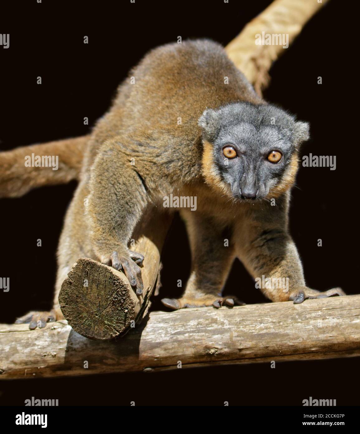 Collared Brown Lemur (eulemur collaris) Stock Photo