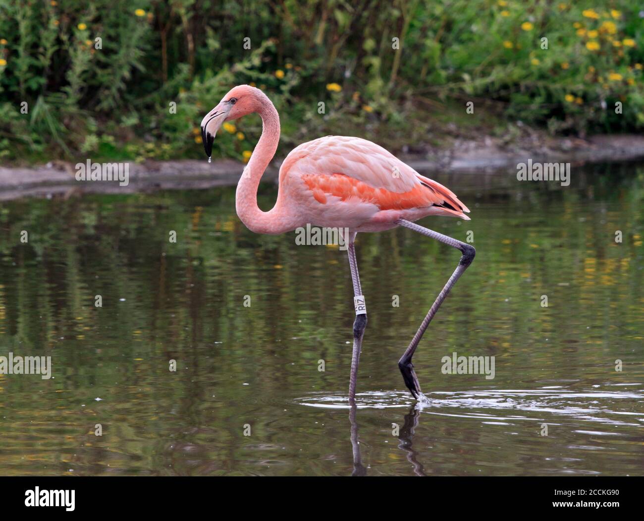 Caribbean Flamingo (phoenicopterus ruber) Stock Photo