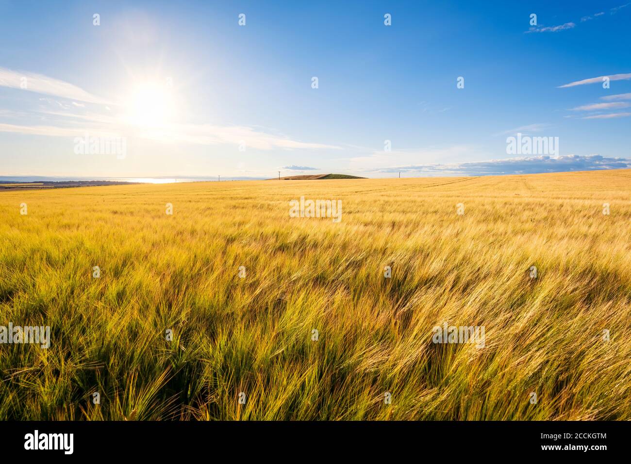 Sun shining over yellow barley (Hordeum vulgare) field in summer Stock Photo