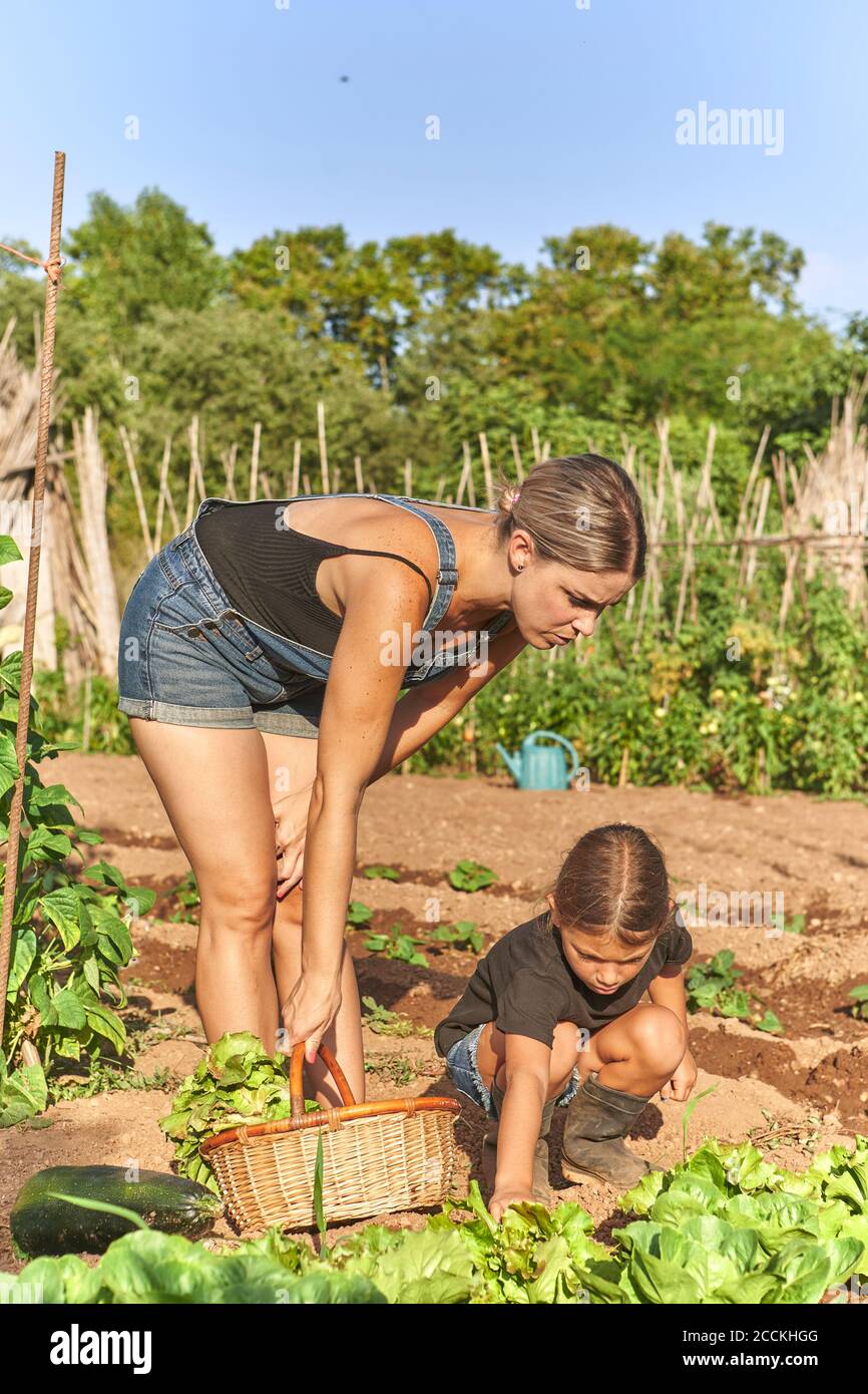 Mother and daughter harvesting lettuce in garden Stock Photo
