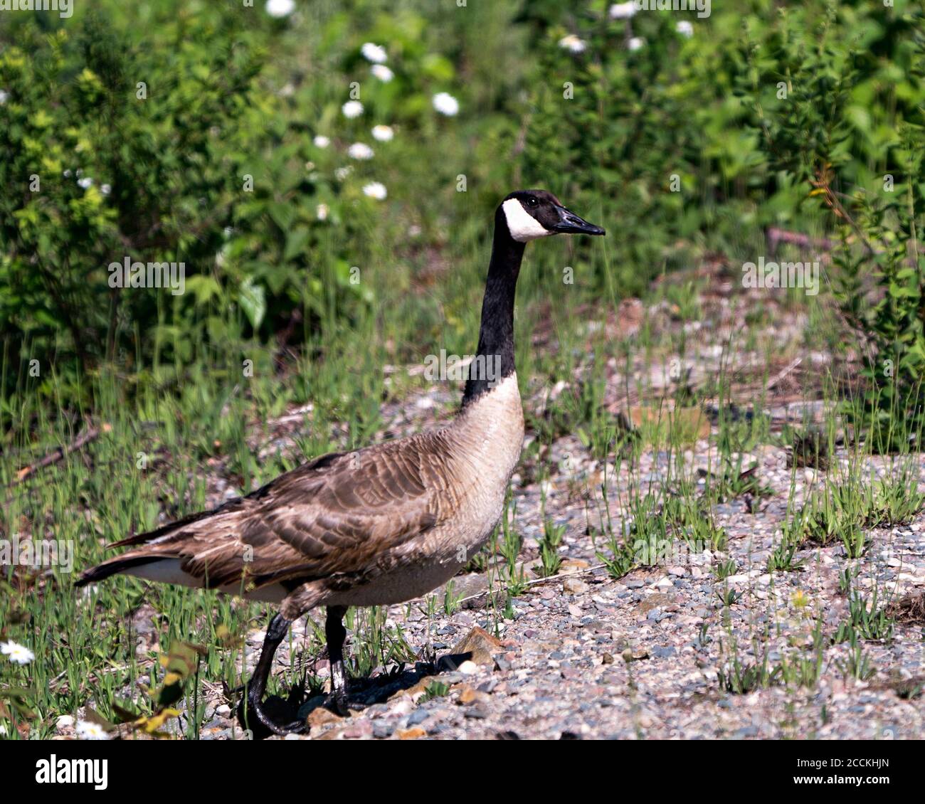Canadian Geese close-up profile view displaying brown feather plumage, body  with a foliage background in its habitat and environment Stock Photo - Alamy