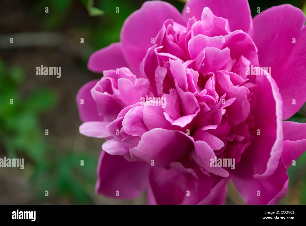 Depicts a pink peony flower close up on a blurred green background for ...