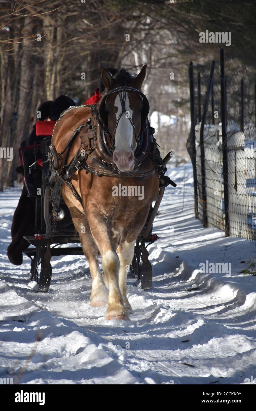 Sweet draught horse pulling a sleigh in the winter Stock Photo Alamy