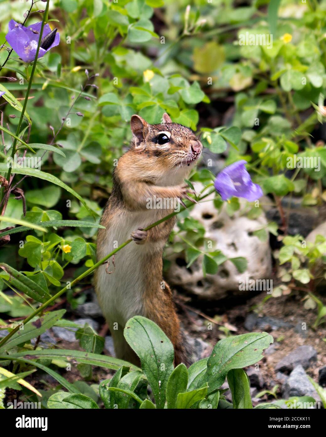 Chipmunk close-up profile view playing and smelling a flower in its environment and habitat with wildflowers and foliage background and foreground. Stock Photo