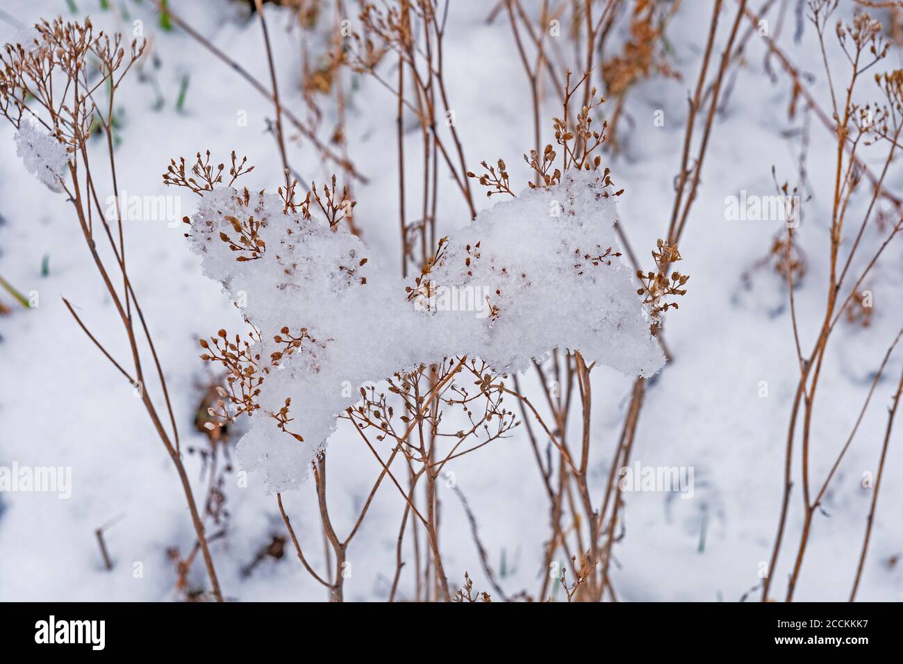 Snowfall Suspended in Prairie Plants in the Ned Brown Preserve in Illinois Stock Photo