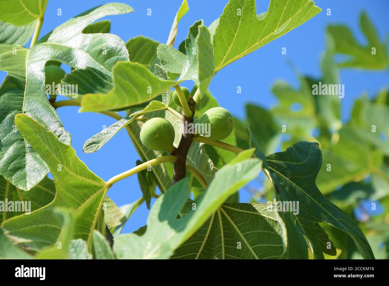 Brown Turkey Fig Fruit Tree with Fruits Stock Photo