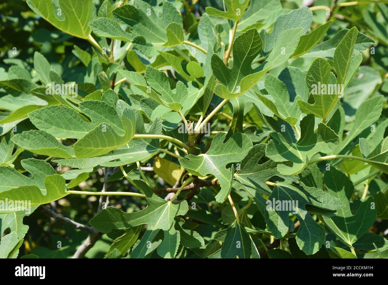 Brown Turkey Fig Fruit Tree Stock Photo