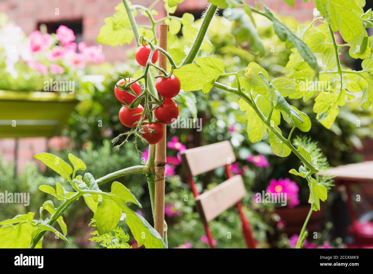 Tomatoes (Solanum lycopersicum) growing on balcony Stock Photo Alamy