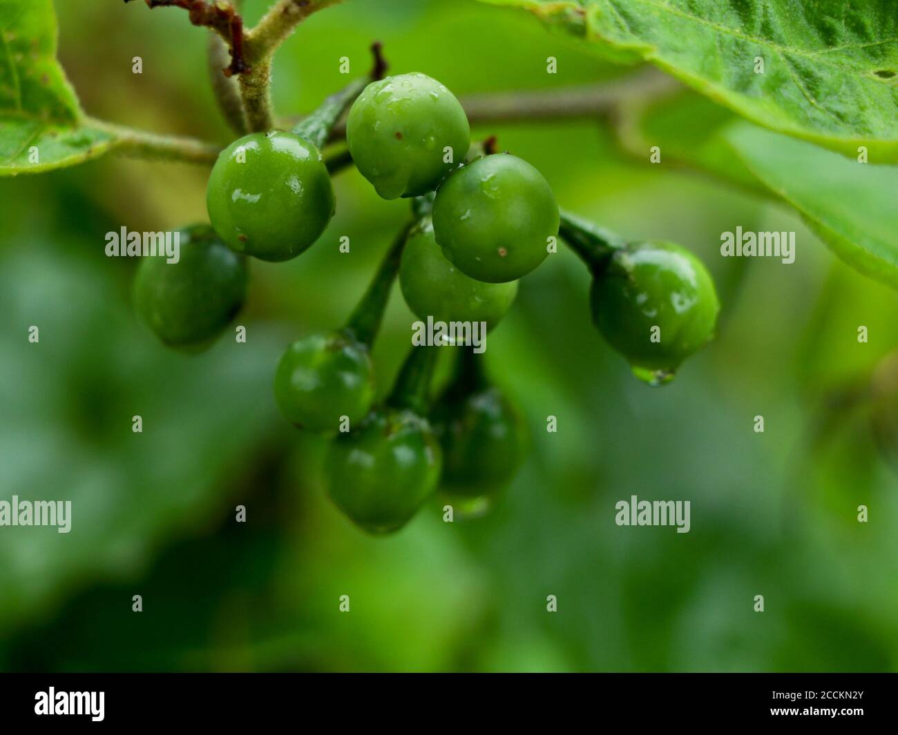 Raw Turkey berries or pea eggplant fruits known as Solanum torvum, selective focus Stock Photo