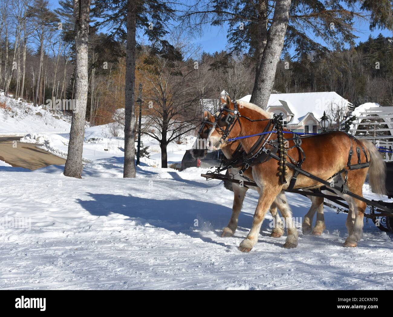 Horses pulling sleigh hires stock photography and images Alamy