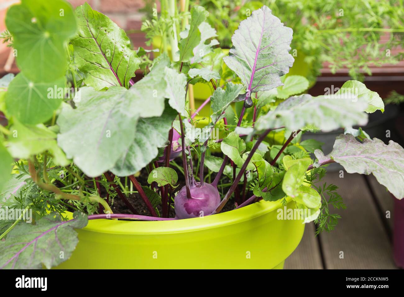 Vegetables growing in recycled plastic plant pots on balcony Stock