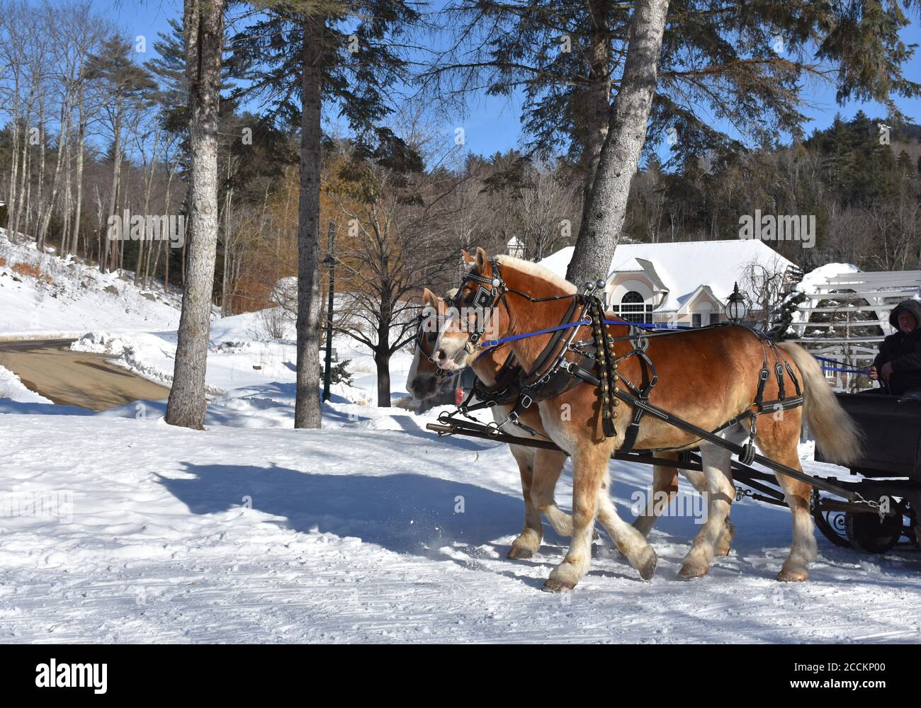Chestnut draught horse team pulling a sleigh in the snow Stock Photo
