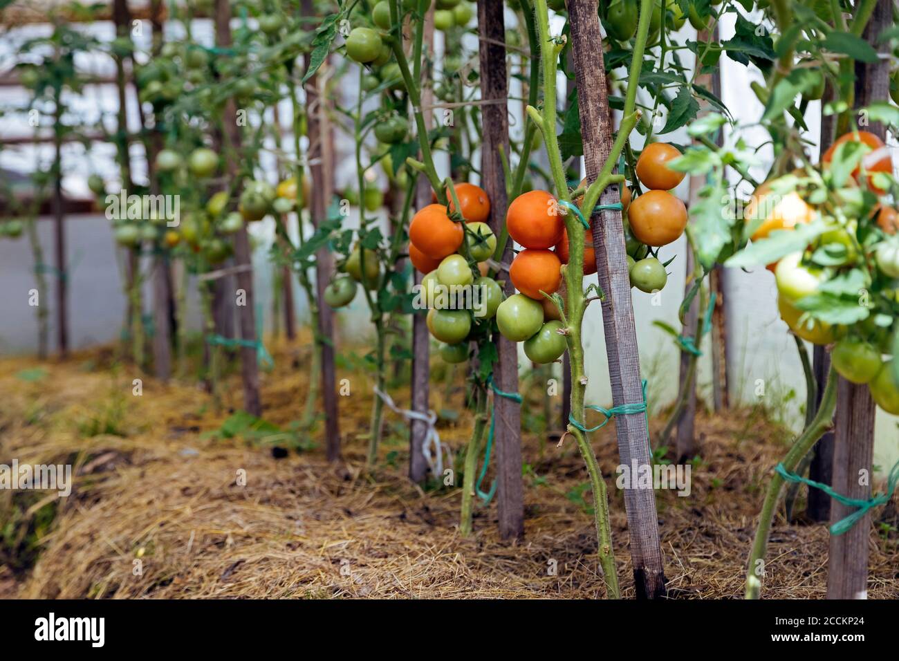Tomato plants growing in a row Stock Photo Alamy