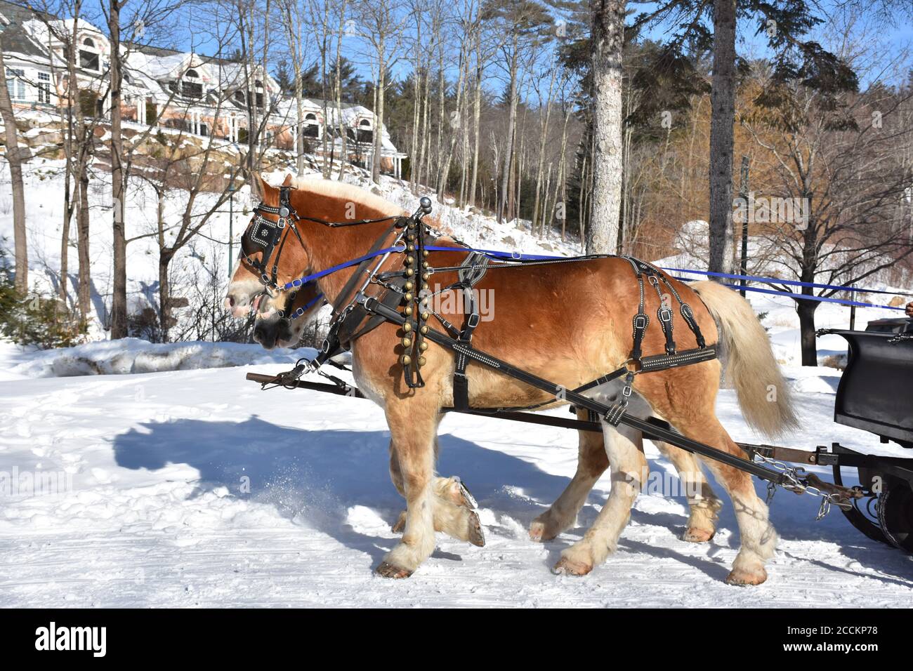Matching chestnut team of percheron horses in the winter. Stock Photo
