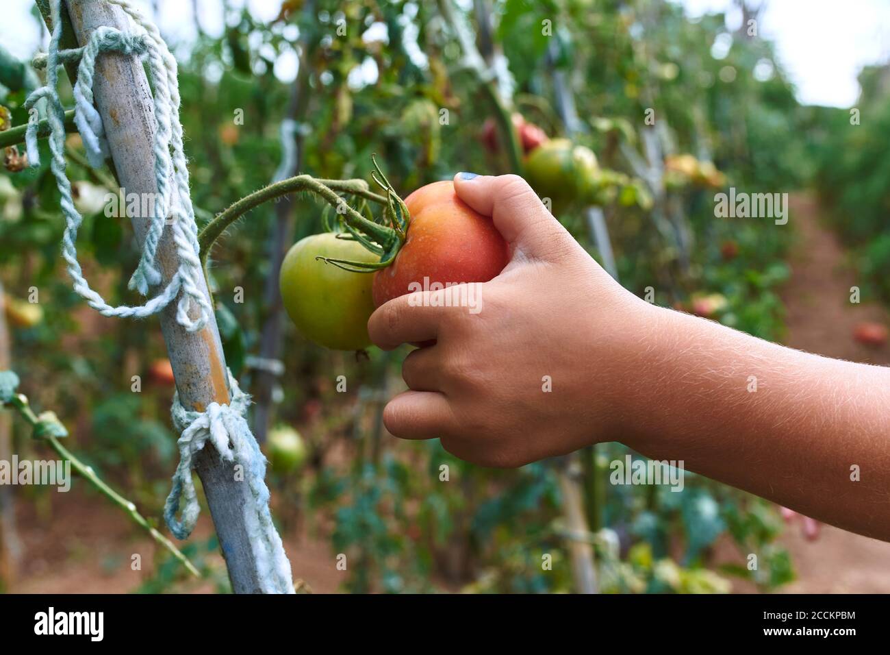 Harvesting by hand hires stock photography and images Alamy