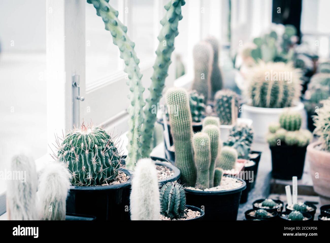 qeeboo cactus Cactus Design Chair | Qeeboo Filicudi