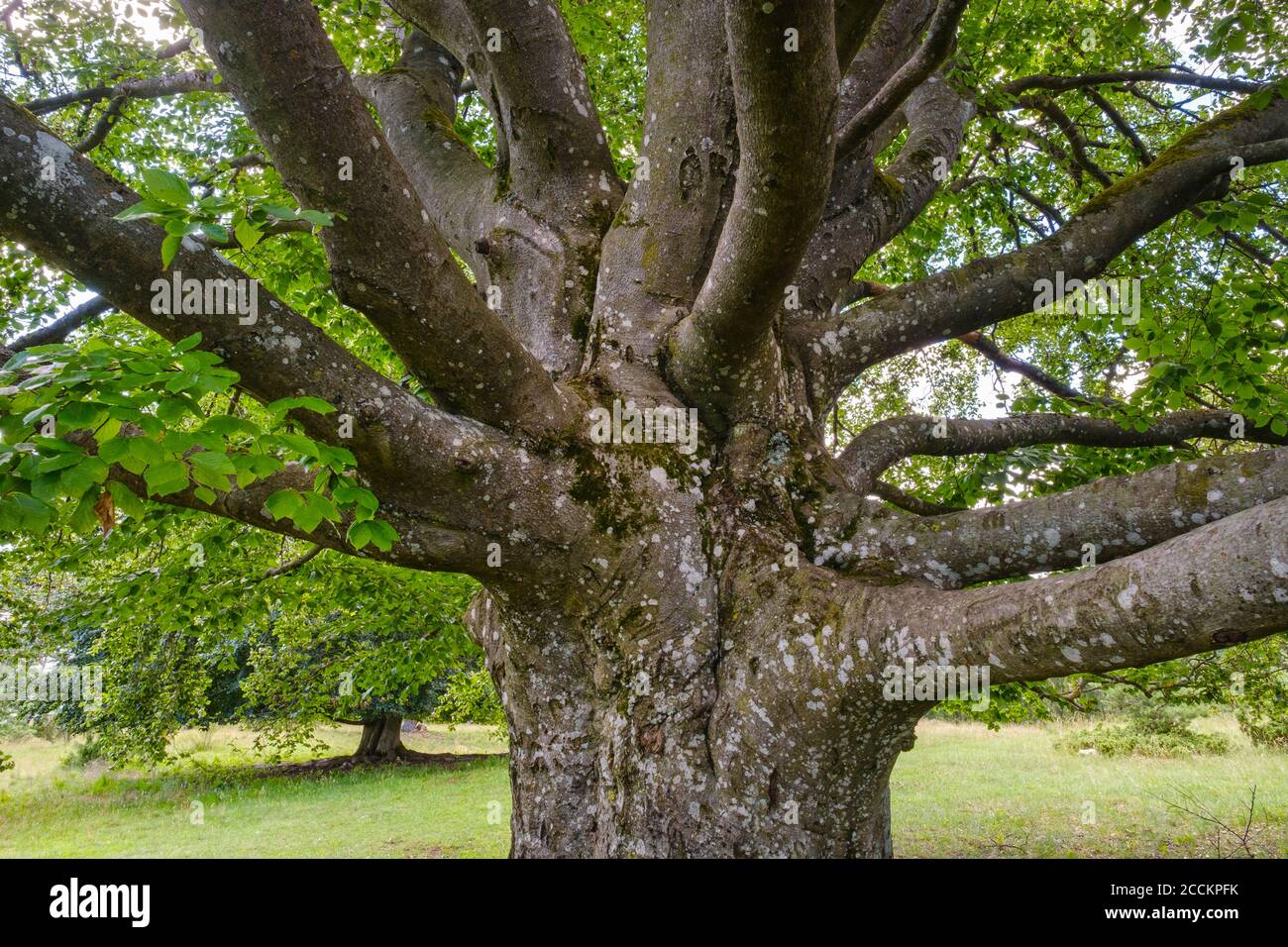 Trunk of old beech tree (Fagus sylvatica) Stock Photo