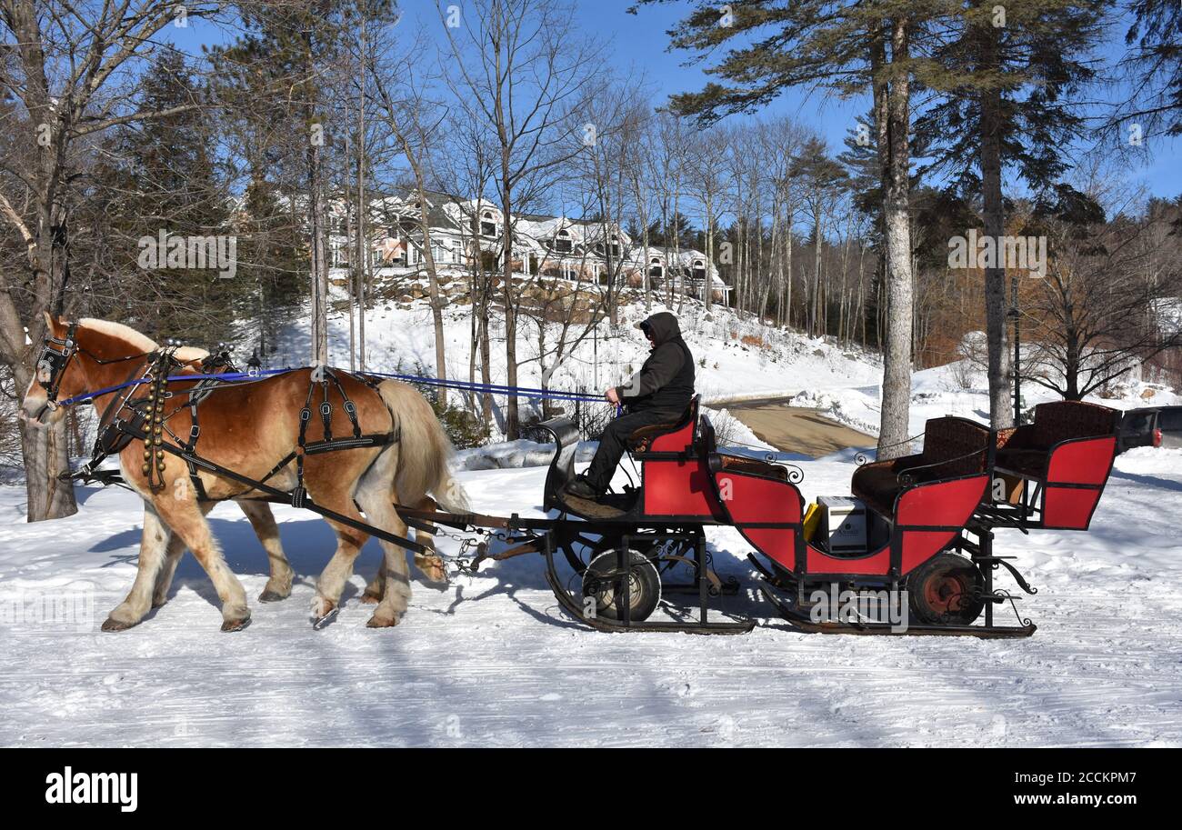 Horses pulling sleigh hires stock photography and images Alamy