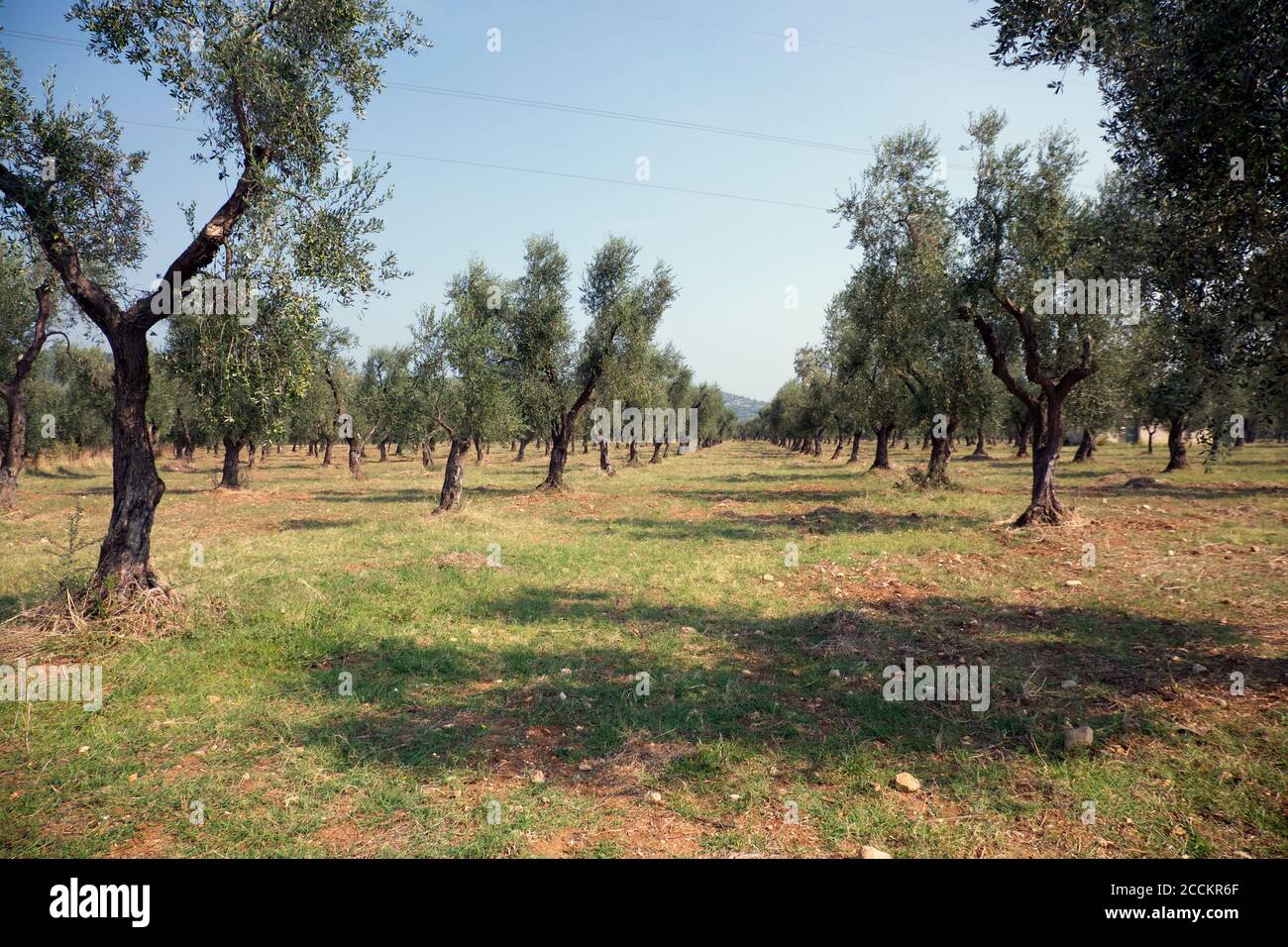Olive grove. Stock Photo