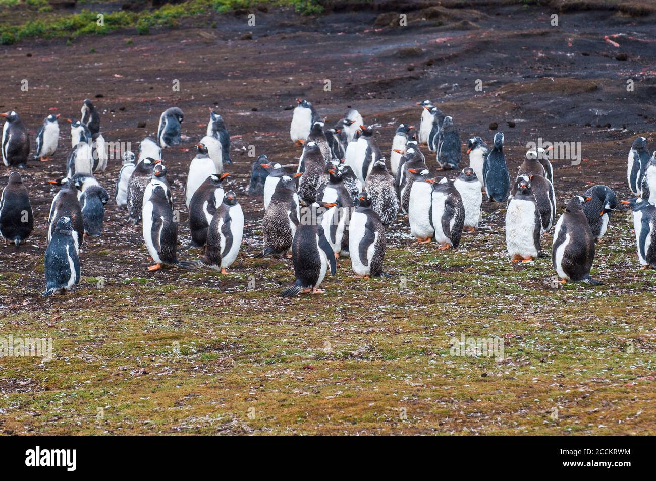 UK, Falkland Islands, Magellanic penguin (Spheniscus magellanicus) colony on Carcass Island Stock Photo