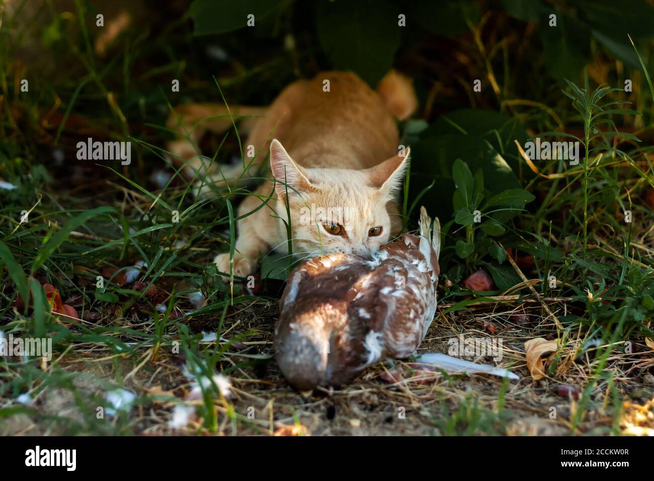 Ginger young domestic cat bites a captured pigeon on green grass in the garden. Cat predator and dove. Stock Photo