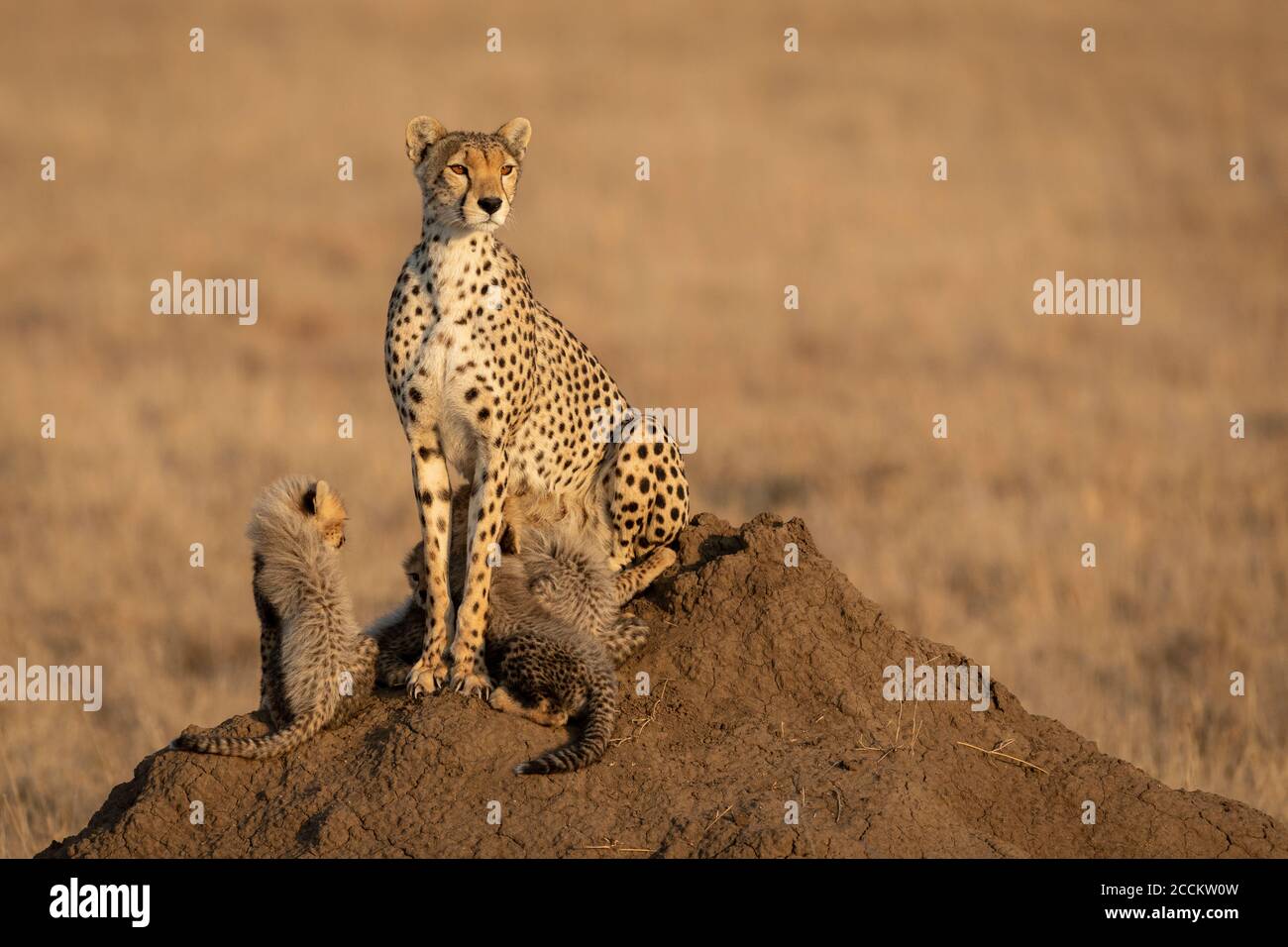 Cheetah female and her baby cubs sitting on a termite mound in Serengeti Tanzania Stock Photo