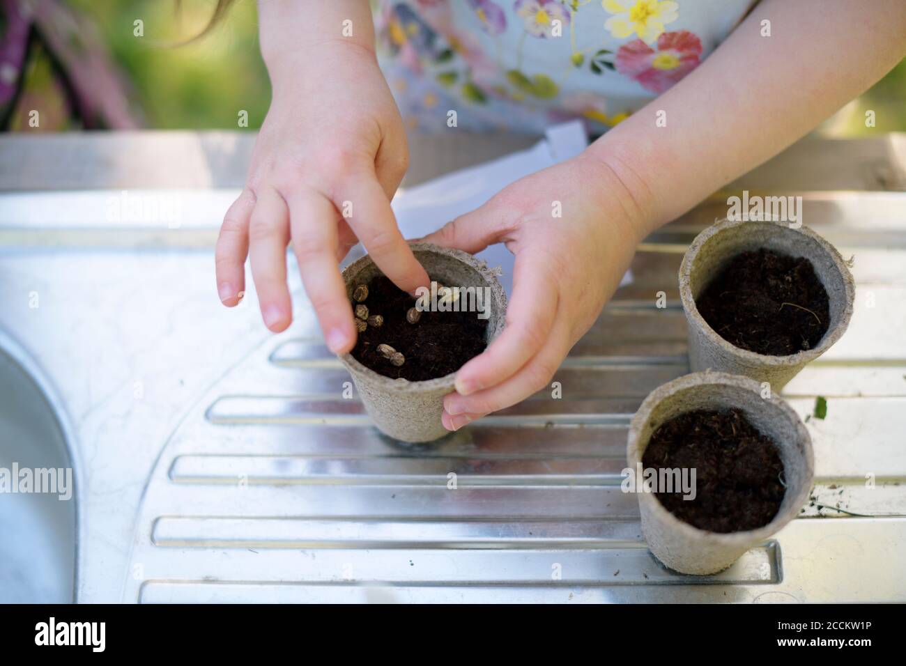 Girl's hands planting seeds in small pots on table at garden Stock Photo
