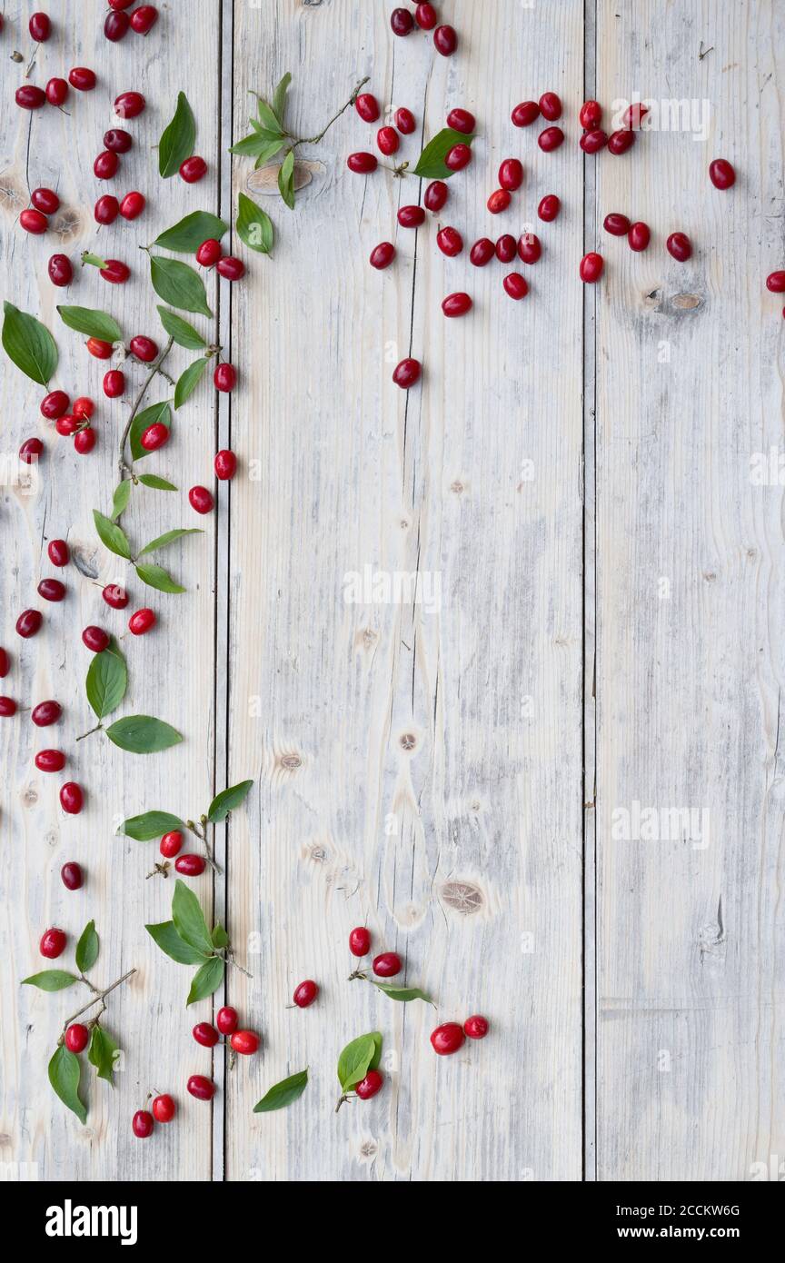 Green twig and Cornelian cherries (Cornus mas) on white wooden surface Stock Photo