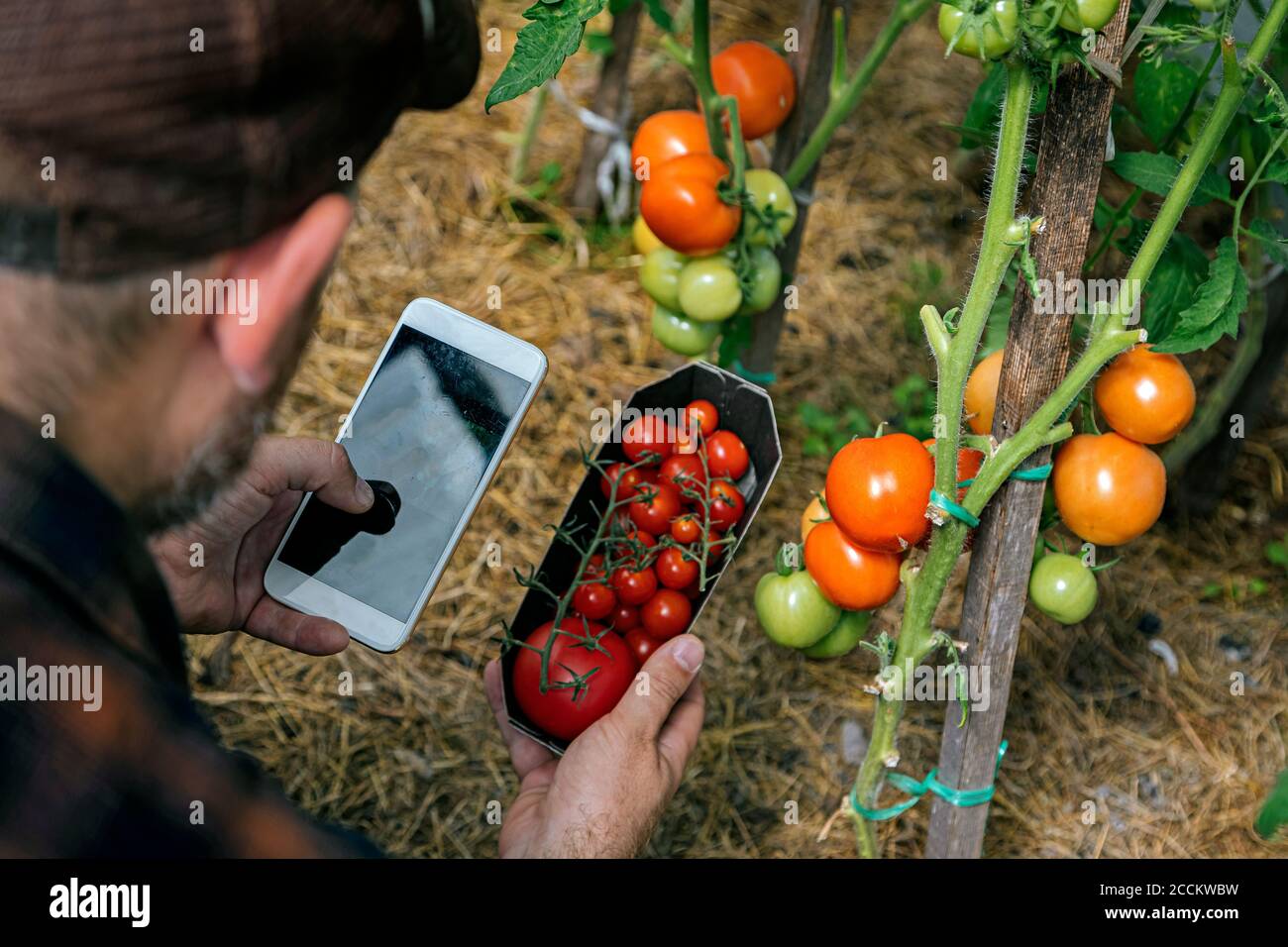 Farmer harvesting tomatos and using smartphone Stock Photo