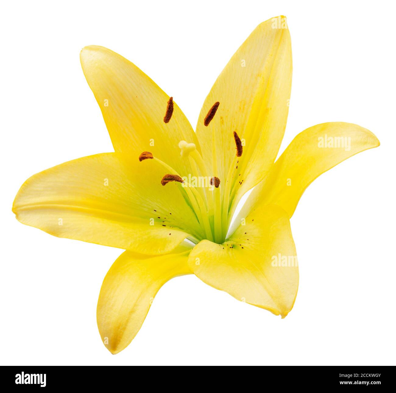yellow lily isolated on a white background Stock Photo - Alamy