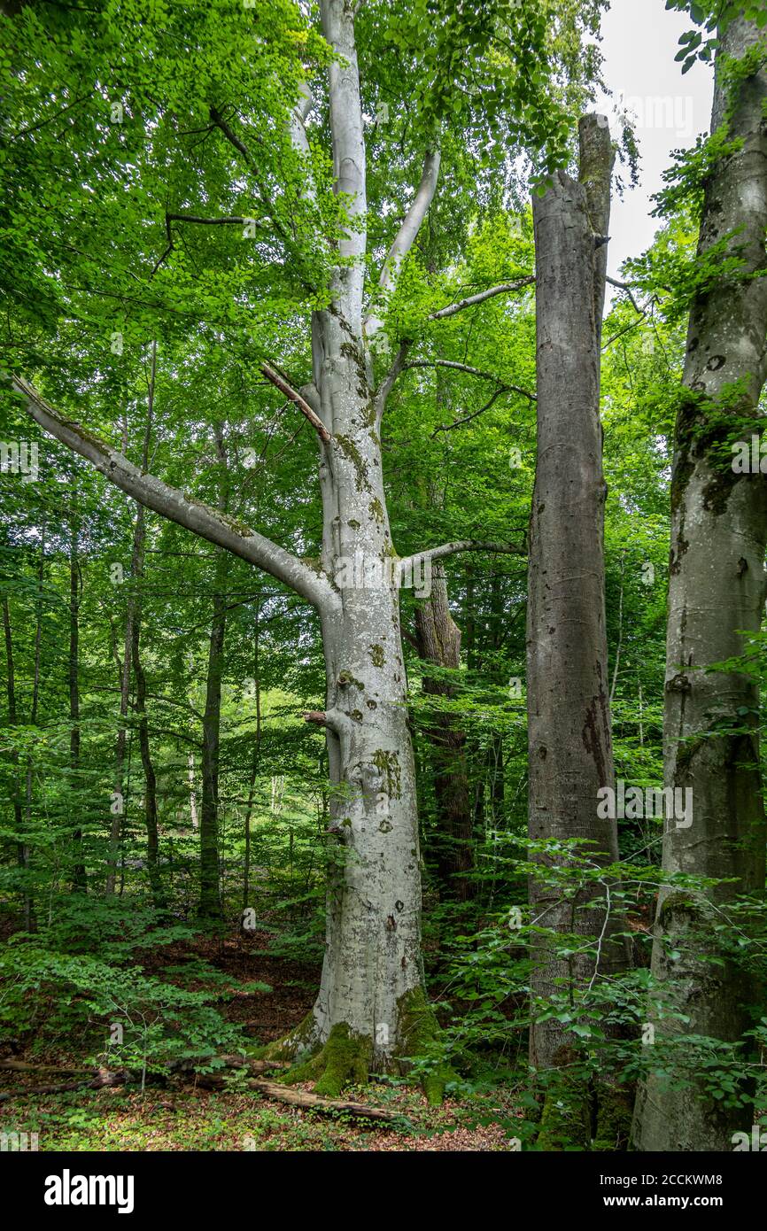 Trees In Germany European beech (Fagus sylvatica) in the forest, Bernried, Bavaria ...