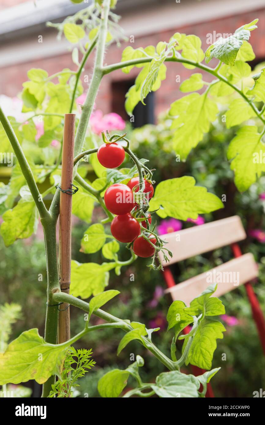 Tomatoes (Solanum lycopersicum) growing on balcony Stock Photo Alamy