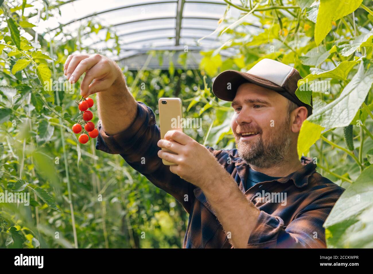 Smiling farmer holding harvested tomatos and mobile phone Stock Photo