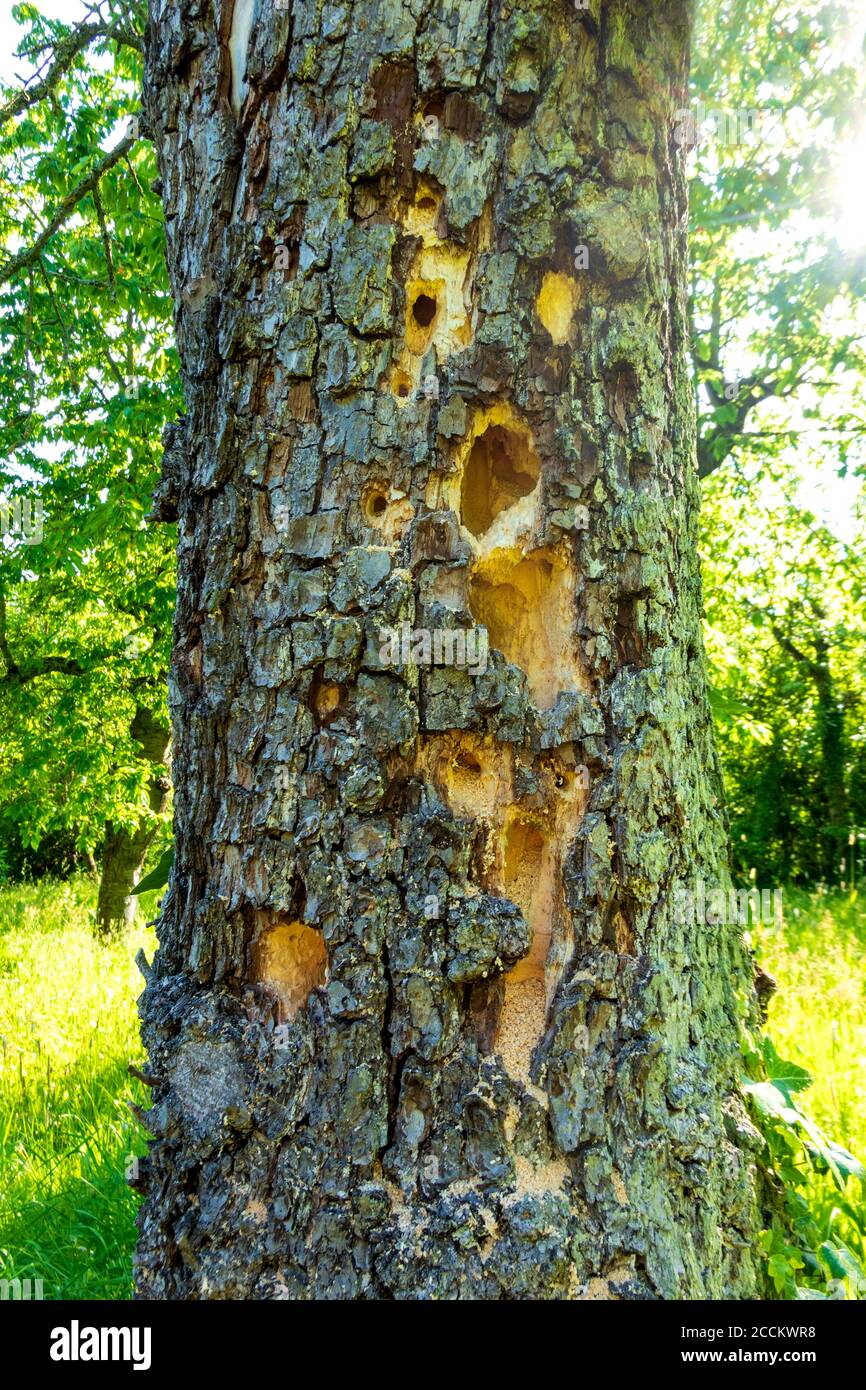 Tree trunk used as hotel for carpenter bees Stock Photo