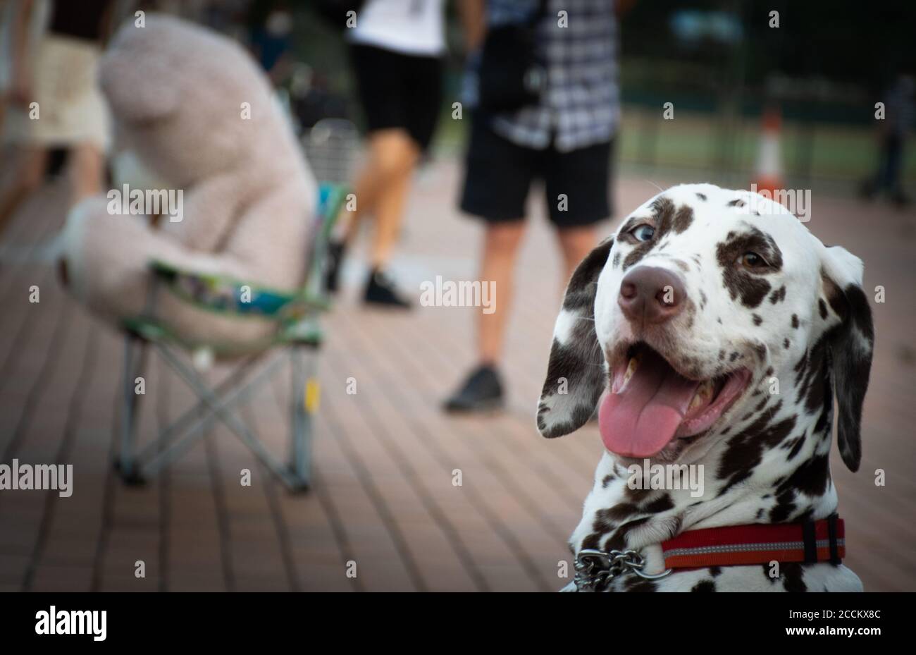 dalmatian teddy bear