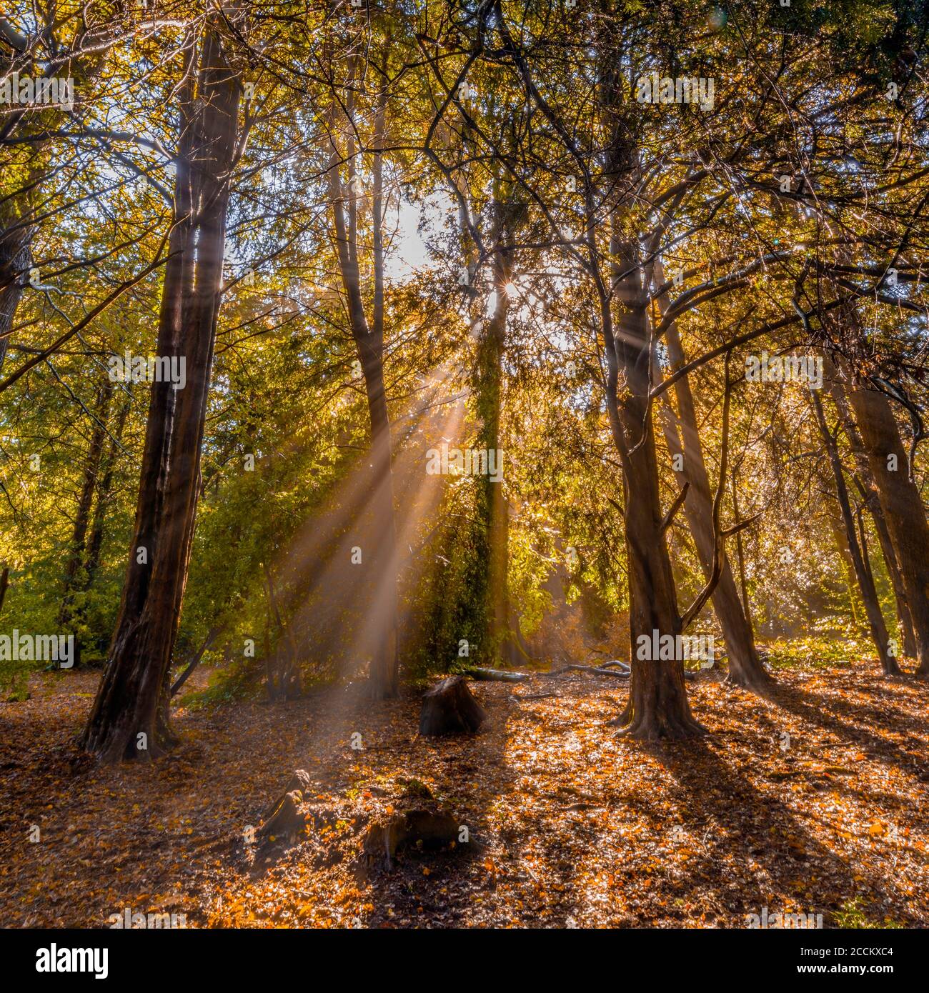 Sunbeam in the forest Stock Photo Alamy