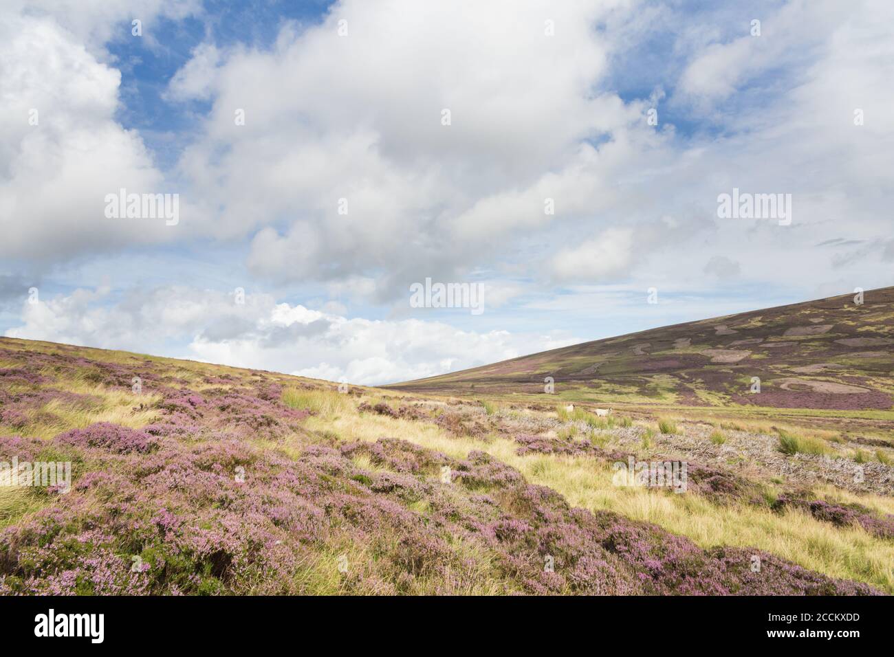 Hedgehope Hill walk from Breamish Valley, Northumberland National Park ...