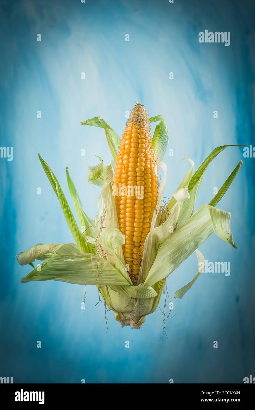Corn on cob levitated to look floating Stock Photo